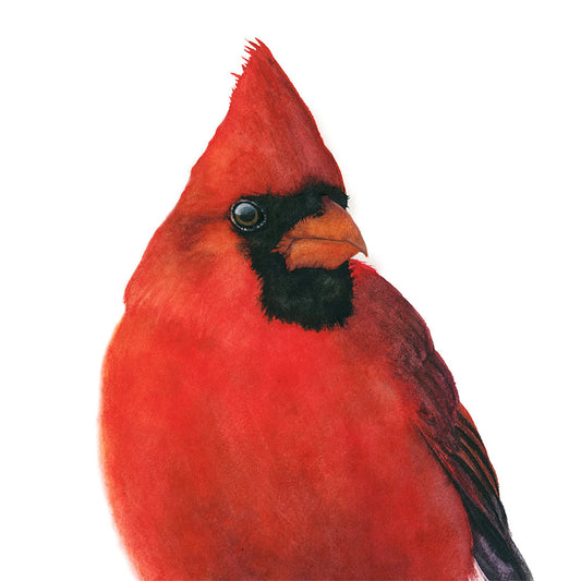Watercolor cardinal bird on a white background