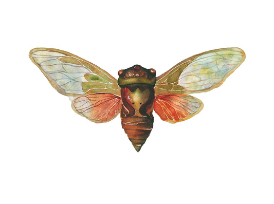 Cicada | Cicada Watercolor Art Print | Insect Art Giclée