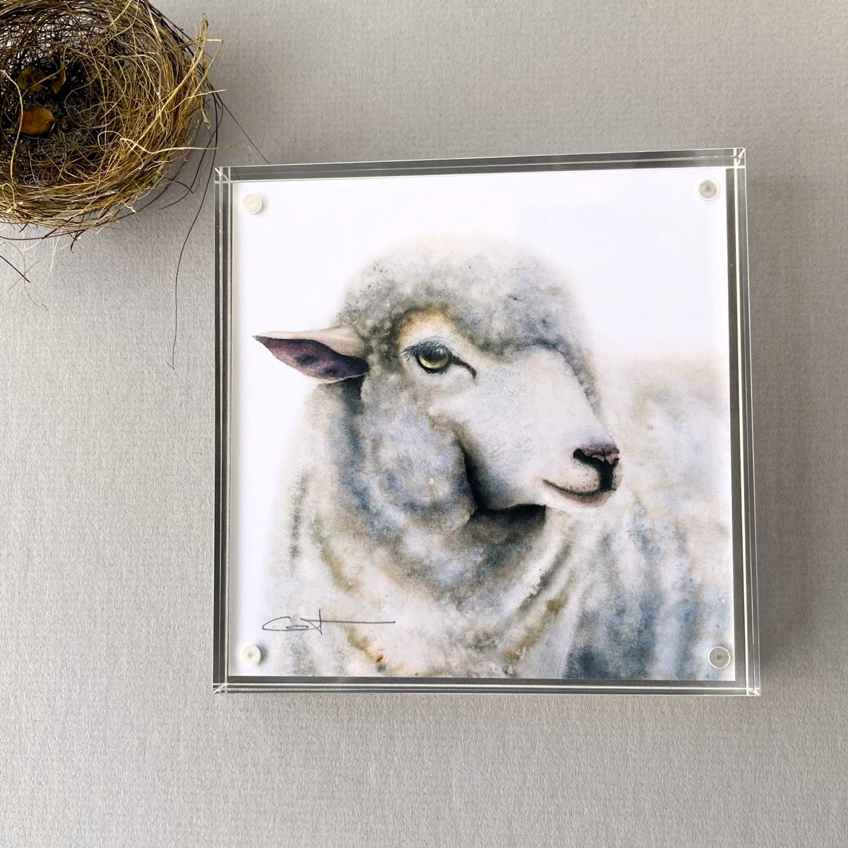 Framed desk art of a sheep