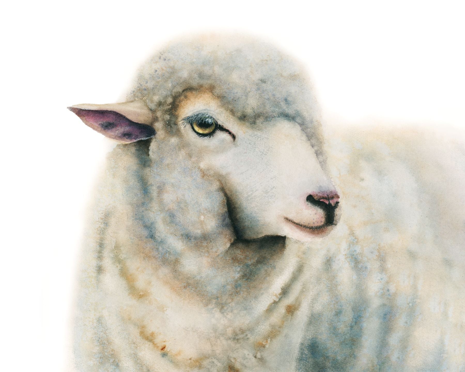 Close-up of a watercolor sheep with a white background