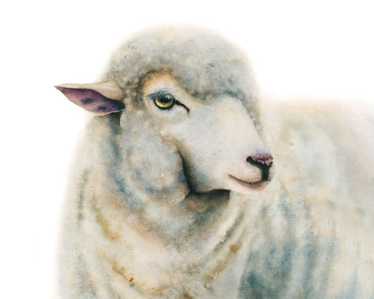 Close-up of a watercolor sheep with a white background