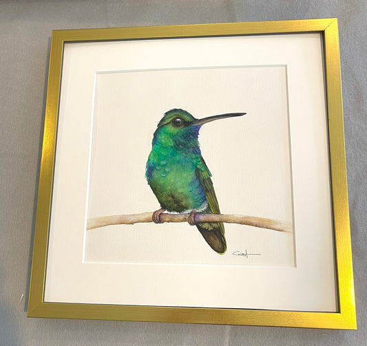 EMERALD | Blue-chinned Sapphire Hummingbird | Original Watercolor Bird Painting