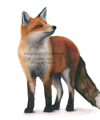 Red Fox Watercolor Art Print – Woodland Animal Art - Fine Art Giclée