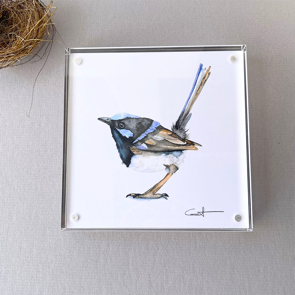 Framed desk art of a fairywren