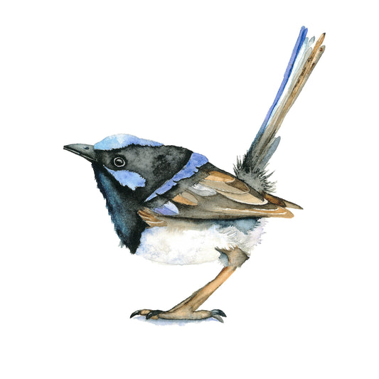 Watercolor Fairywren Art Print 