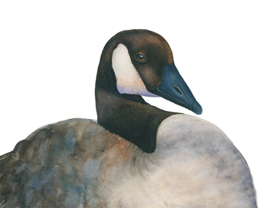 GERARD | Canada Goose Watercolor | Original Watercolor Painting