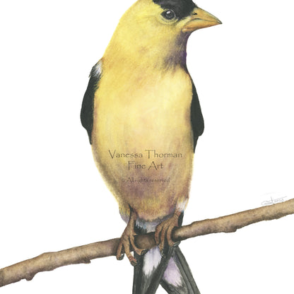 Goldfinch - Fine Art Print