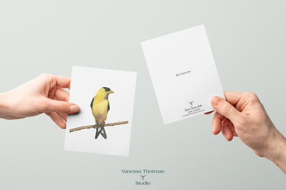 American Goldfinch - Bird Note Cards