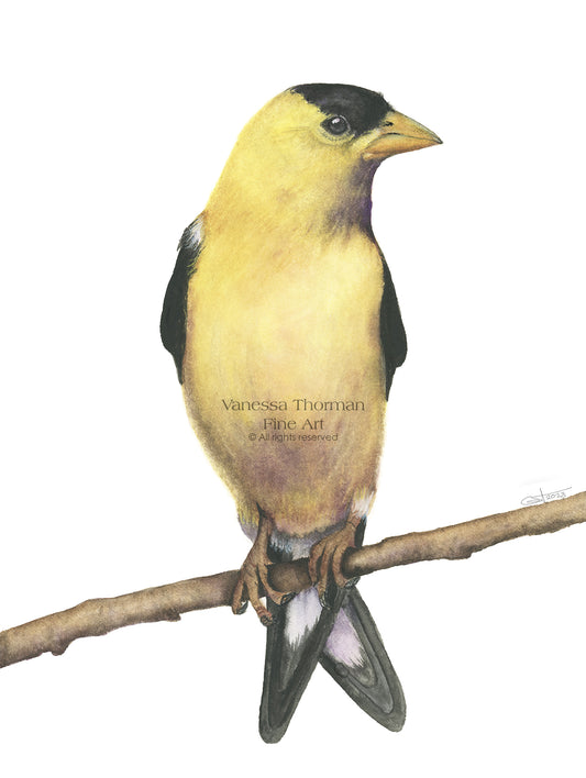 American Goldfinch Watercolor Art Print – Vibrant Bird Illustration – Fine Art Giclée Print