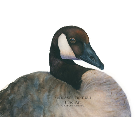 GERARD | Canada Goose | Bird Original Watercolor Painting