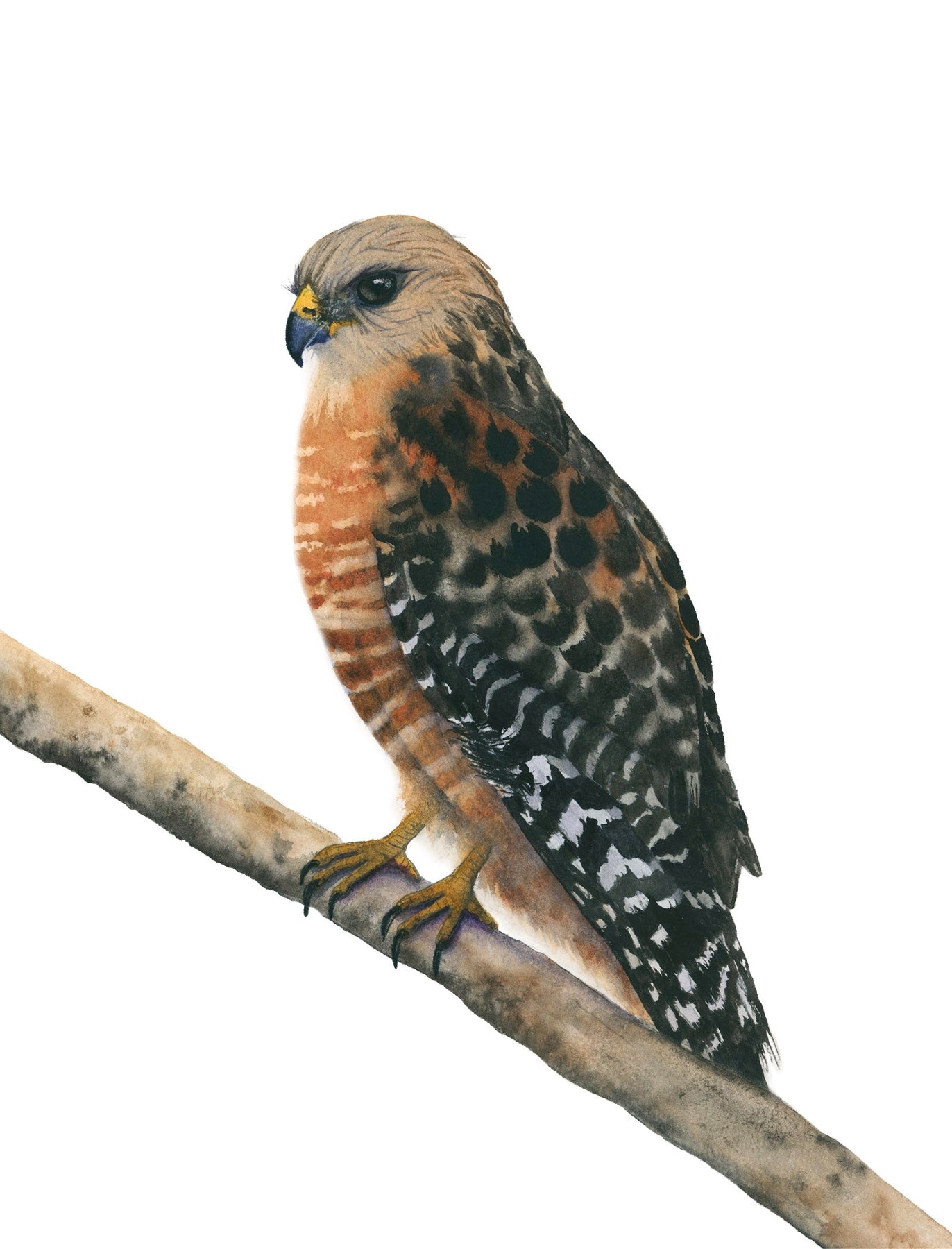 hawk perched on a branch with a white background