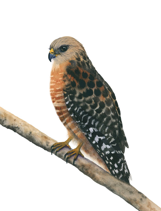 hawk perched on a branch with a white background