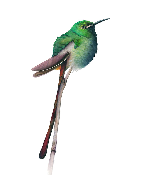 Red-Tailed Comet I | Hummingbird Watercolor Art Print | Bird Art Giclée