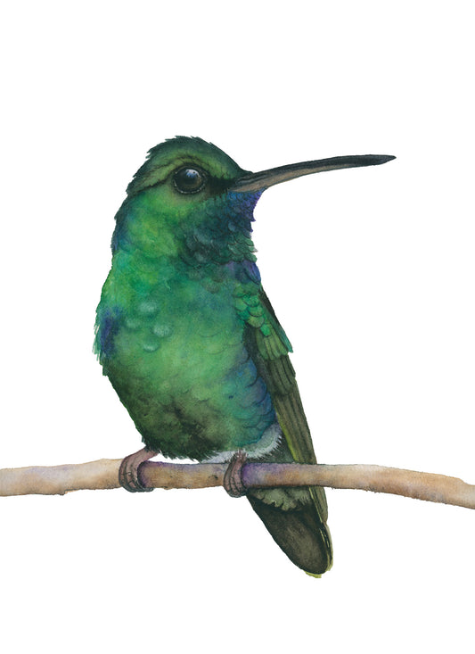 EMERALD HUMMINGBIRD | Hummingbird Original Watercolor Painting