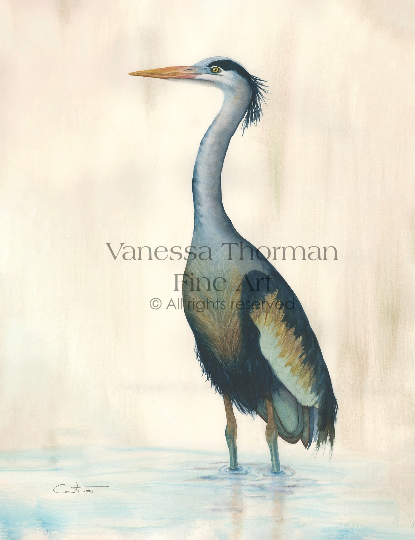 Marsh Heron (Blue) Watercolor Art Print – Coastal Bird Art - Fine Art Giclée