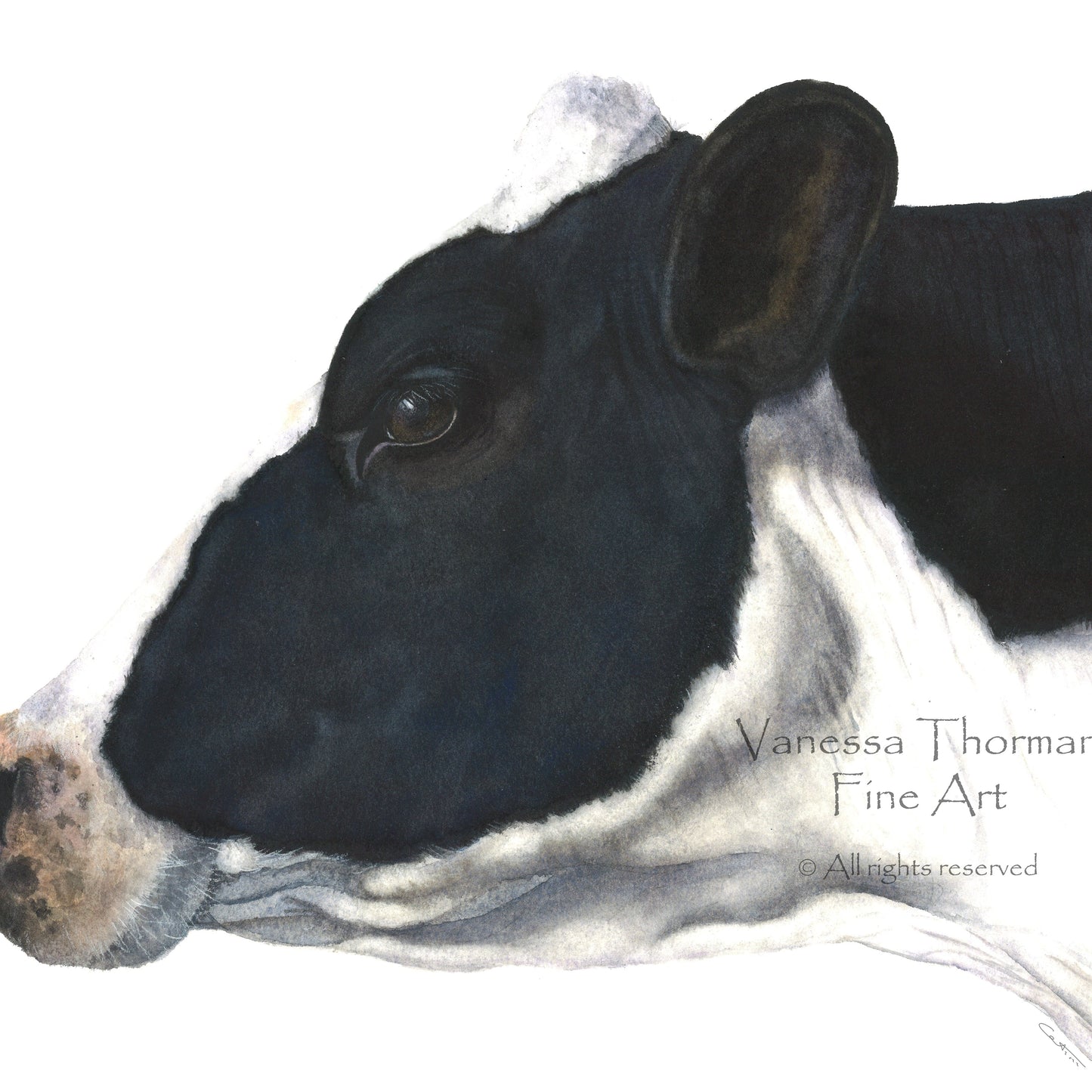 Holstein Cow - Fine Art Print