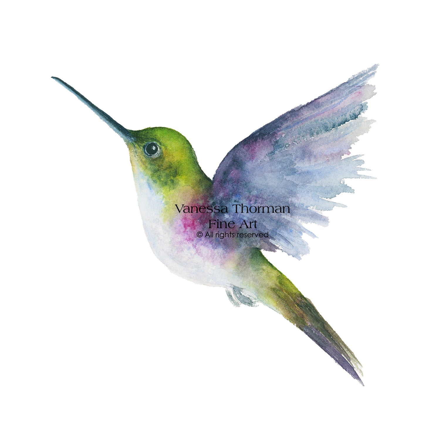 FIONA - Hummingbird Fine Art Print