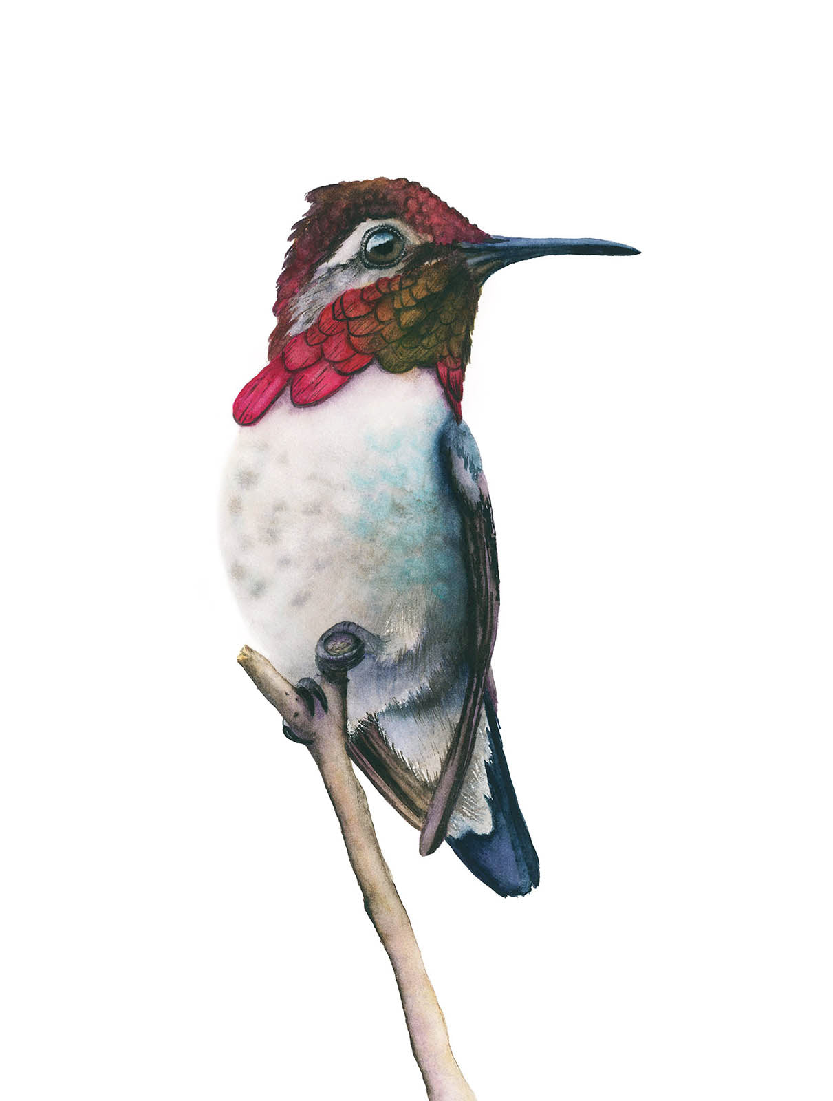 Bee Hummingbird II | Hummingbird Watercolor Art Print | Bird Art Giclée