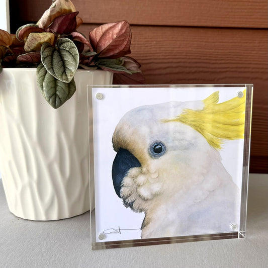 Framed desk art of a cockatoo