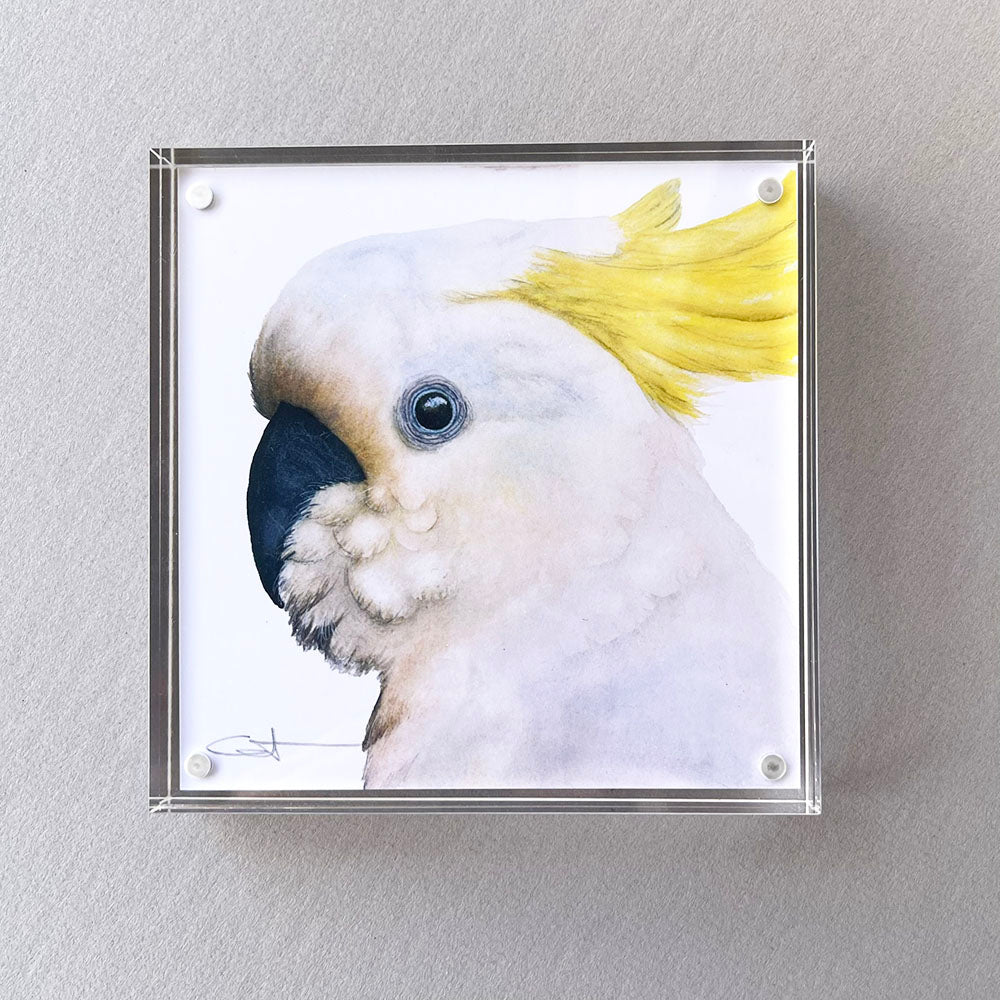 Framed desk art of a white cockatoo with yellow crest 