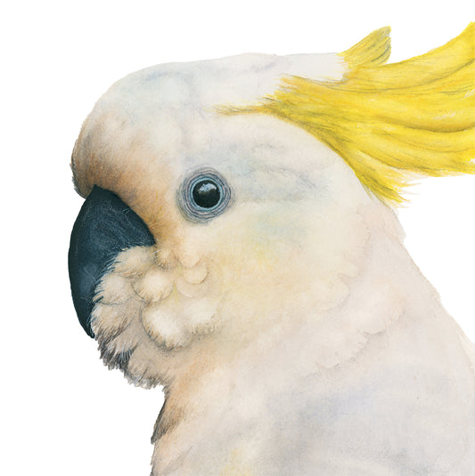 watercolor cockatoo art print