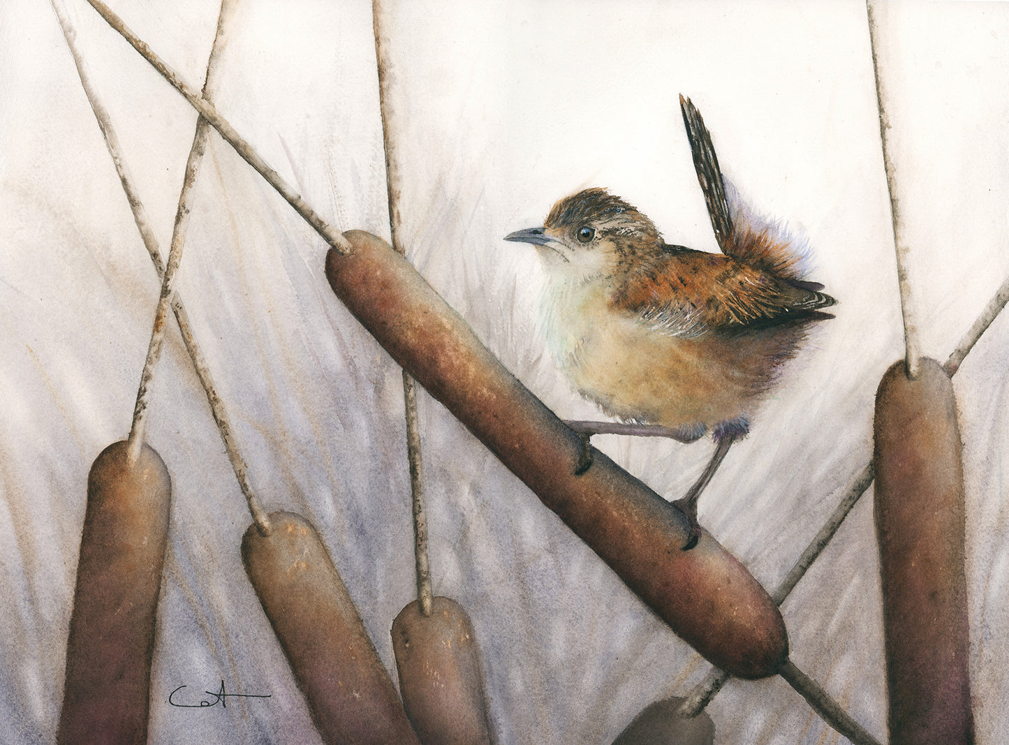 Marsh Wren perched on a reed with a neutral background