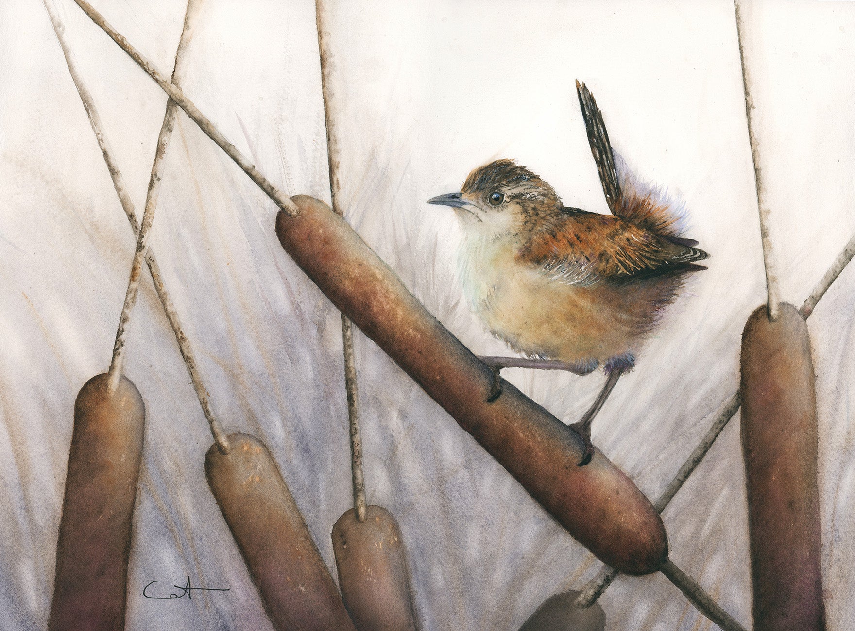 Marsh Wren perched on a reed with a neutral background
