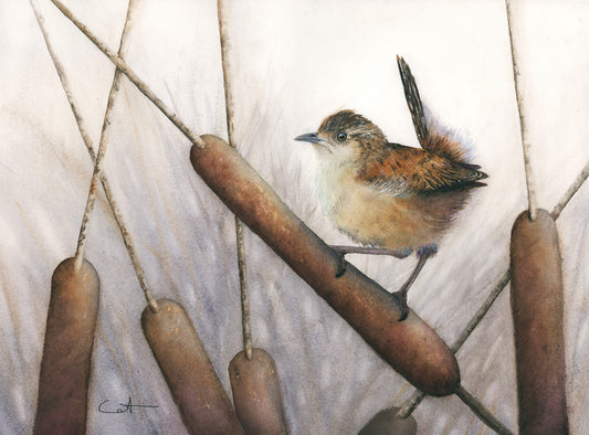Marsh Wren perched on a reed with a neutral background