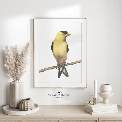 Goldfinch - Fine Art Print