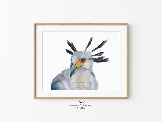 Secretarybird - Fine Art Print
