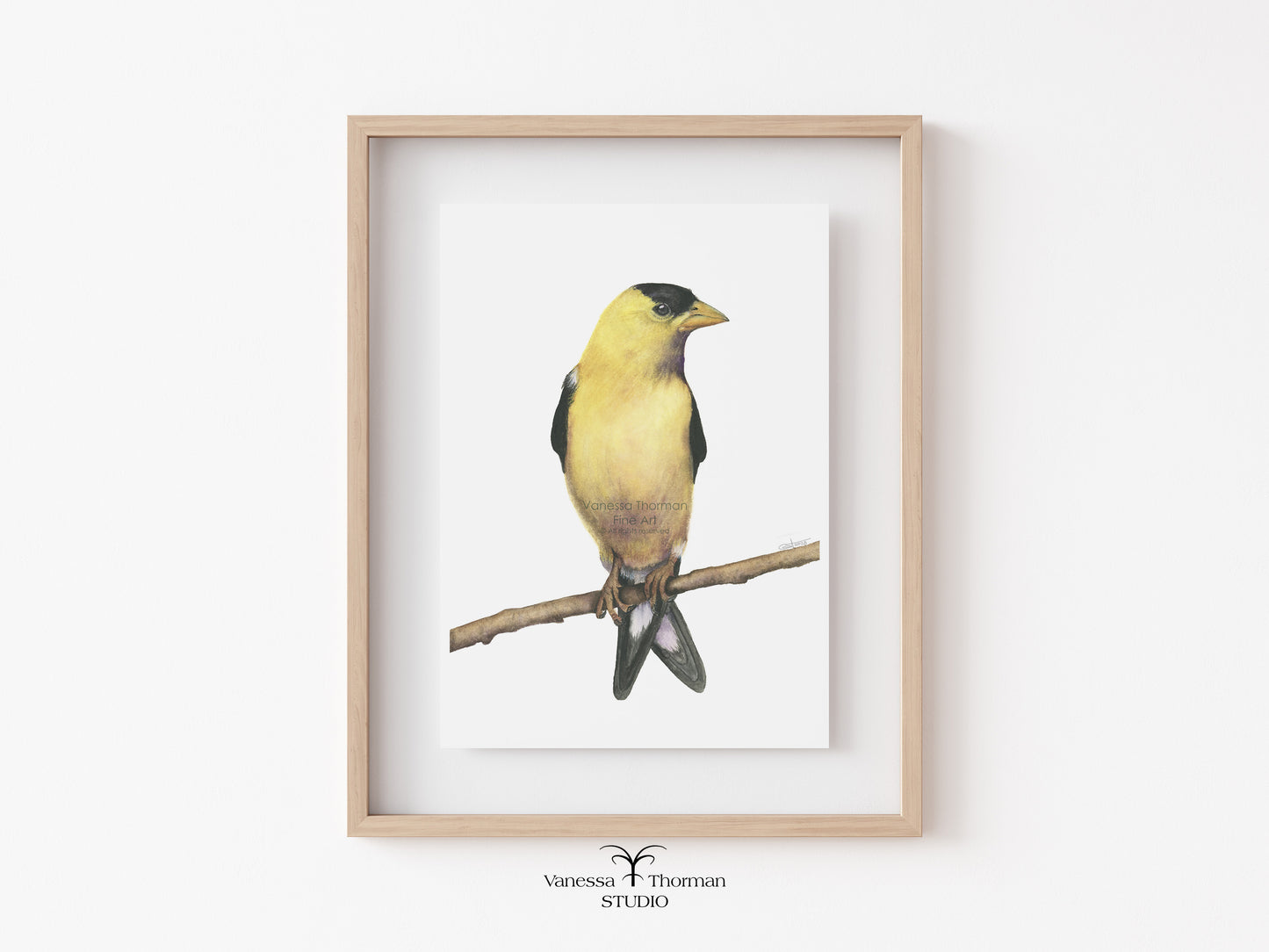 Goldfinch - Fine Art Print