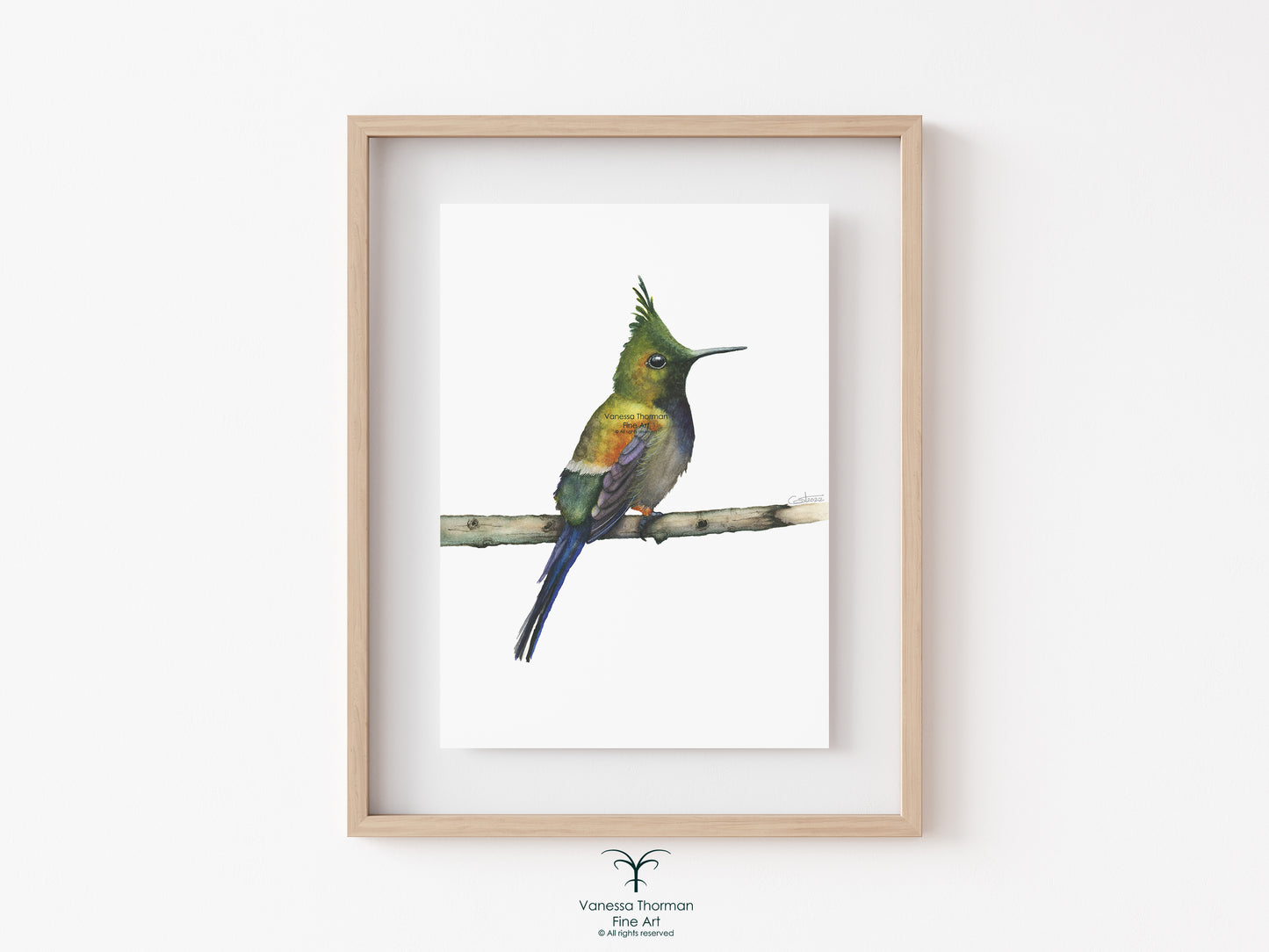 Coquette Hummingbird - Fine Art Print