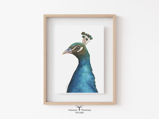 Peacock Portrait - Fine Art Print