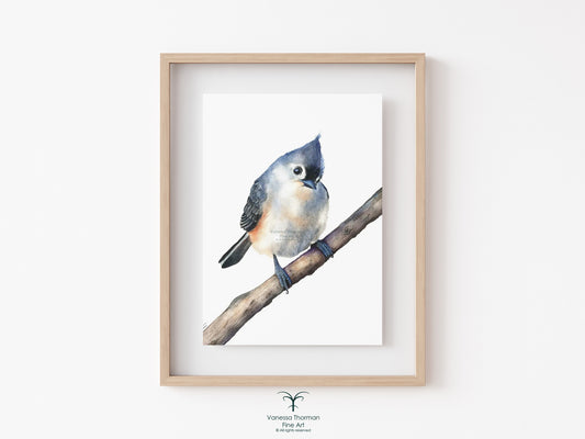 Tufted Titmouse - Fine Art Print