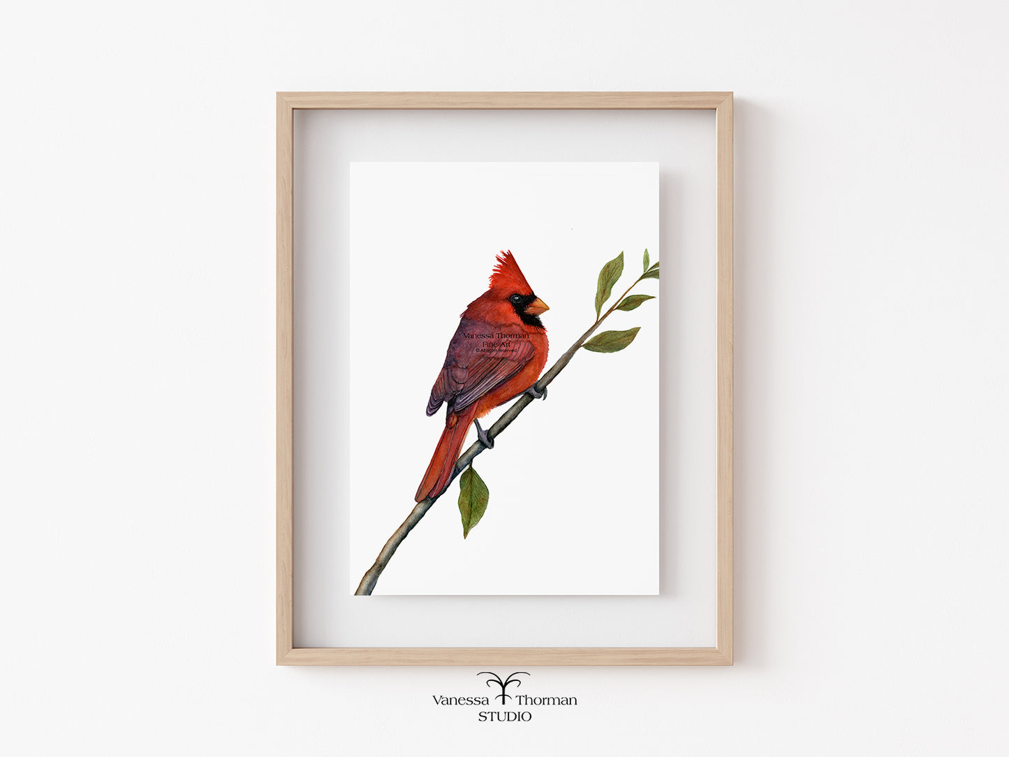 Northern Cardinal - Fine Art Print