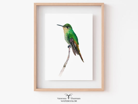 Framed watercolor painting of a green hummingbird on a white background