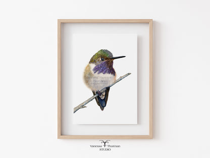 Volcano Hummingbird | Fine Art Print