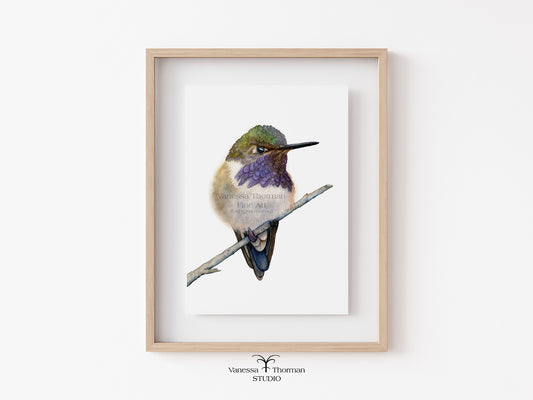 Volcano Hummingbird - Fine Art Print