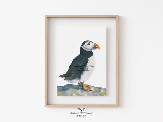 Framed artwork of a puffin on a white wall