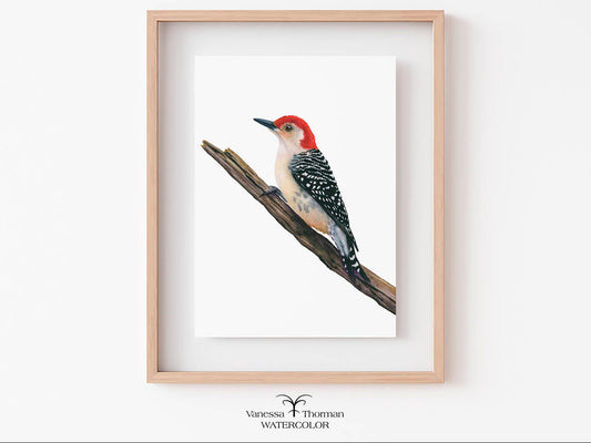 Framed watercolor painting of a red-bellied woodpecker bird on a branch 