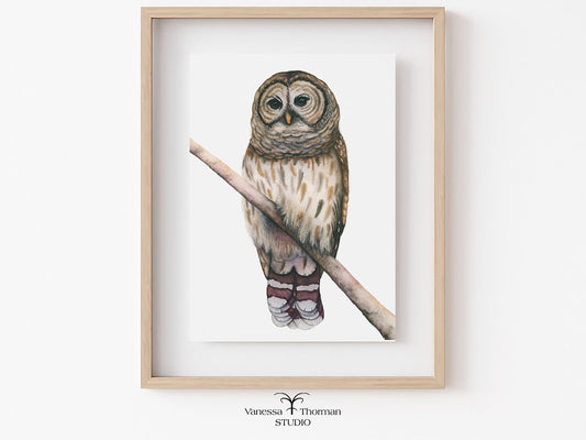 Framed artwork of a barred owl on a branch 