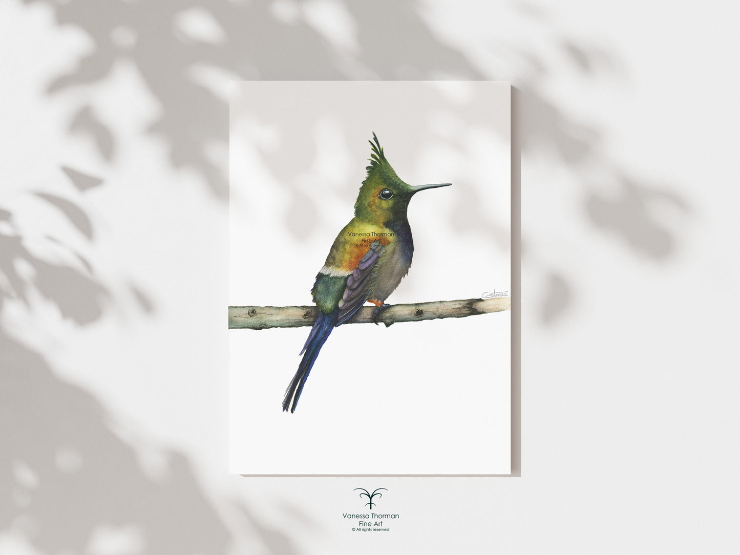 Coquette Hummingbird - Fine Art Print