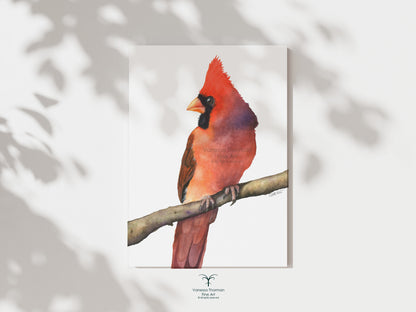 Set of 3 Cardinals - Fine Art Prints