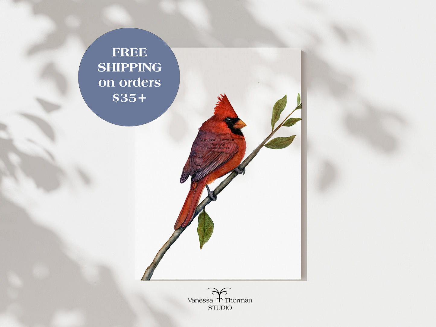 Northern Cardinal - Fine Art Print