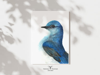 Mountain Bluebird - Fine Art Print