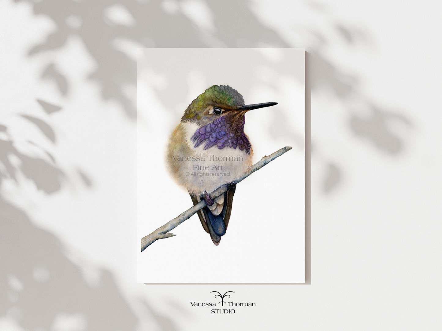Volcano Hummingbird | Hummingbird Watercolor Art Print | Bird Art Giclée