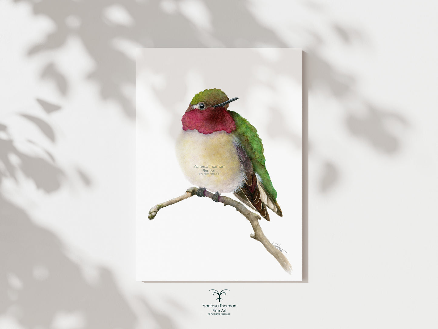 Set of 3 Hummingbirds - Fine Art Prints