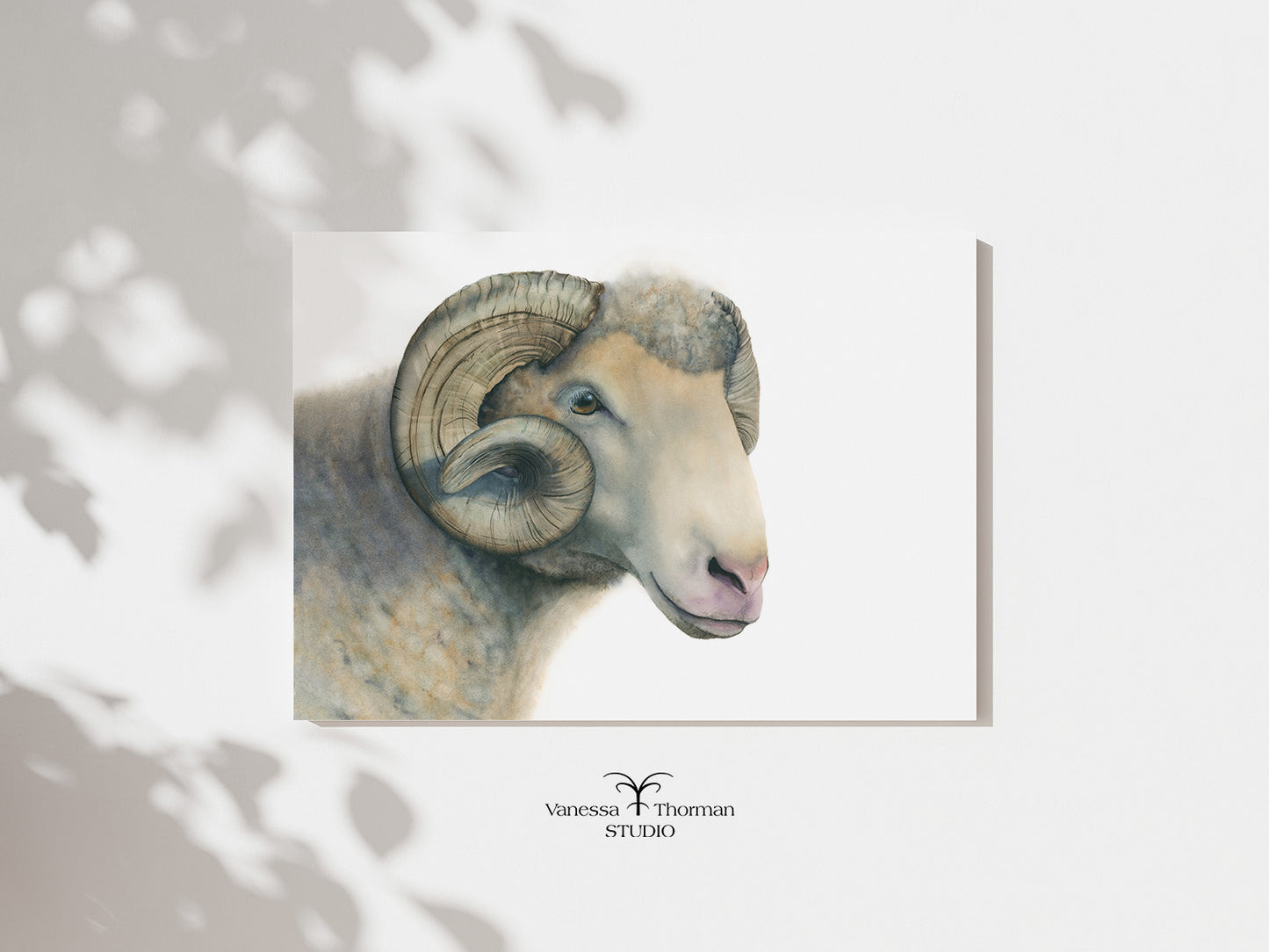 Dorset Horn Ram | UNC Mascot Art | Ram Watercolor Art Print