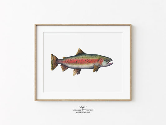 Rainbow Trout I | Trout Watercolor Art Print | Fish Art Giclée