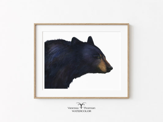 Shenandoah | Black Bear (Yellowstone) Watercolor Fine Art Print